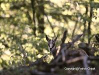 images/chamois/chamois-03-17-aout2014 copie.jpg